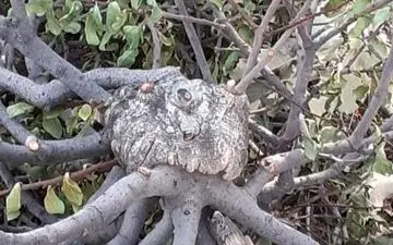 آفت "لورانتوس" جنگل‌های زاگرس کرمانشاه را درگیر کرده است
