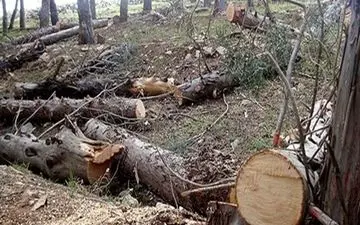 دستگیری عامل قطع درختان مسیر بیستون به کرمانشاه