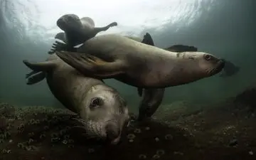  عکس منتخب نشنال جئوگرافیک | همبازی شیرهای دریایی‎