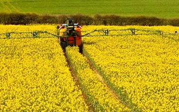 برداشت 1100 تن کلزا در جنوب شرق تهران