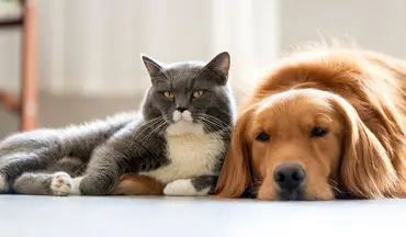 آنچه باید درباره حساسیت به حیوانات خانگی بدانید/ اگر سگ و گربه دارید به این ۱۰ نکته توجه کنید