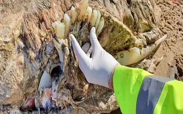 کشف موجود دریایی مرموز به طول ۷ متر 