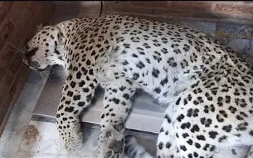 پلنگ مجروح ایلام تلف شد