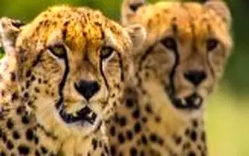 فیلم/ شکار دیدنی یک گوزن یالدار توسط چند یوزپلنگ گرسنه