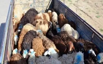 ورود دومین کشتی حامل دام زنده به بندر چابهار