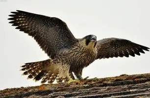 شاهین مار افعی را شکار کرد! | نبرد نفس‌گیر در آسمان + فیلم