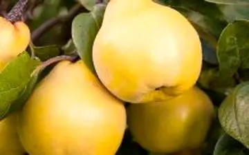 آشنایی با خواص به