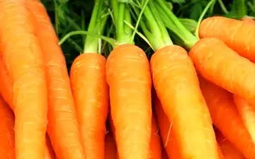 حتما هفته‌ای سه بار هویج بخورید

