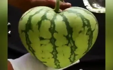 تولید محصولات کشاورزی با شکل‌هایی جذاب مانند قلب و ستاره! 