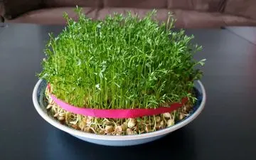 بیا تادرست کردن سبزه عید با عدس را نشونت بدم+ نکات مهم و مرحله به مرحله