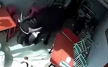 
حمله وحشتناک گاو خشمگین به زن قرمزپوش+فیلم