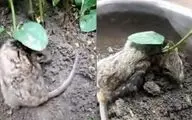 گیاهی که روی گردن موش بیچاره رشد کرد! + فیلم