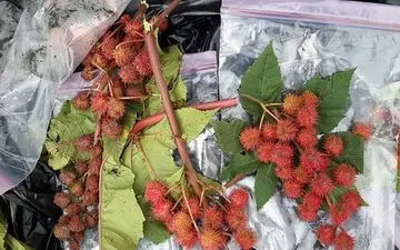 این سیب ها شیطانی هستند+جزئیات