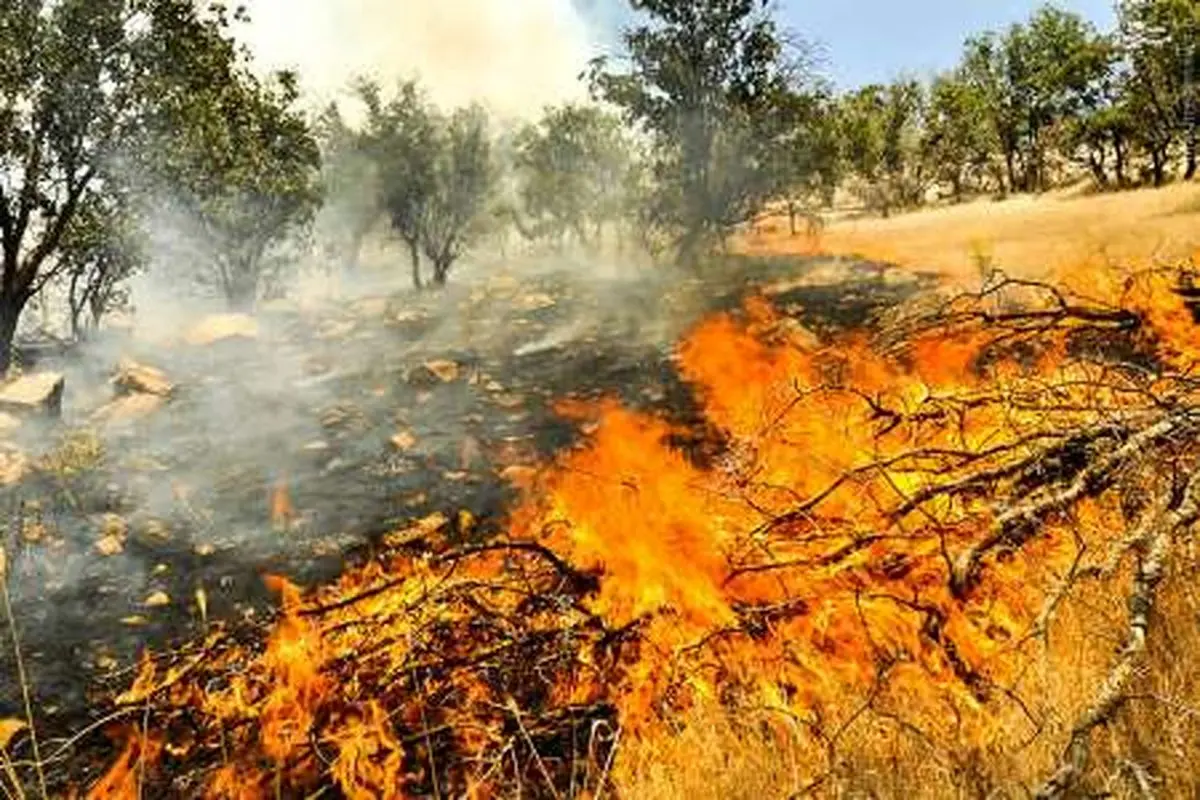 آتش سوزی جنگل ها در مریوان مهار شد
