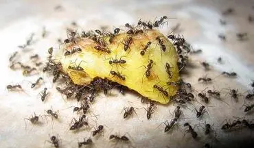می خوای از شر مورچه های خونه خلاص بشی؟ این ترفند ساده رو که میگم انجام بده! 