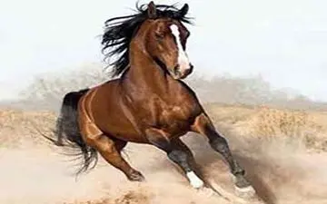 شکستن دست یک مرد توسط اسب سرکش + فیلم 