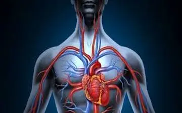 تقویت گردش خون با روش‌های طبیعی