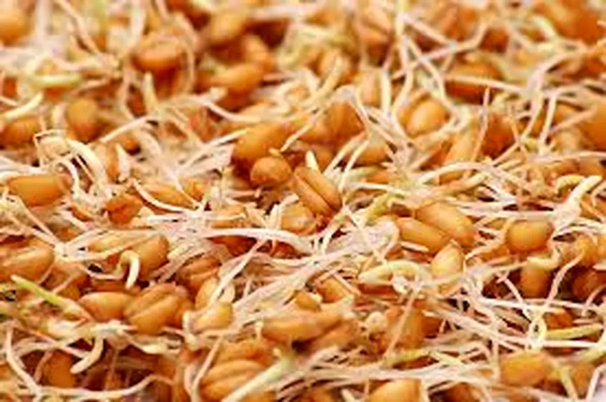 این دانه طلایی میتواند عمر شما را افزایش دهد