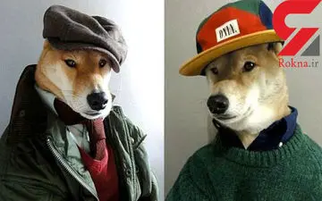  سگی که  مدلینگ است و حقوق می گیرد!+فیلم