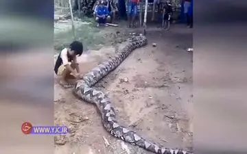 بازی خطرناک یک کودک با مار پیتون+فیلم