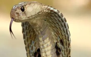  دختر 20 ساله ایرانی که ۱۱ بار زبان مار کبرا را بوسید !