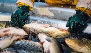 جدول قیمت ماهی امروز | تازه‌ترین نرخ‌ها در بازار ۲۸ آبان