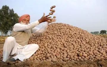 ایران ۵ هزار تن سیب زمینی از هند می‌خرد 