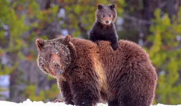 ویدئویی جالب و دیدنی از خرس و توله‌هایش که صبحانه کوهنوردان مشکین شهری را خوردند
