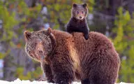 ویدئویی جالب و دیدنی از خرس و توله‌هایش که صبحانه کوهنوردان مشکین شهری را خوردند