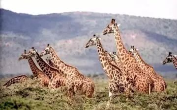 اگر فکر میکنی تیزبینی، 7 ثانیه فرصت داری پلنگ رو در تصویر پیدا کنی