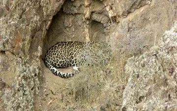 مشاهده یک قلاده پلنگ در منطقه شکار ممنوع بدیل بهبهان+ تصاویر