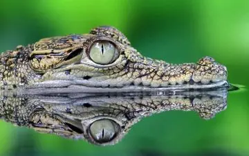 ماجرای اشک تمساح ریختن چیست؟