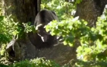 فیلم جالب از چپاول دسترنج خرس قهوه‌ای مازندران