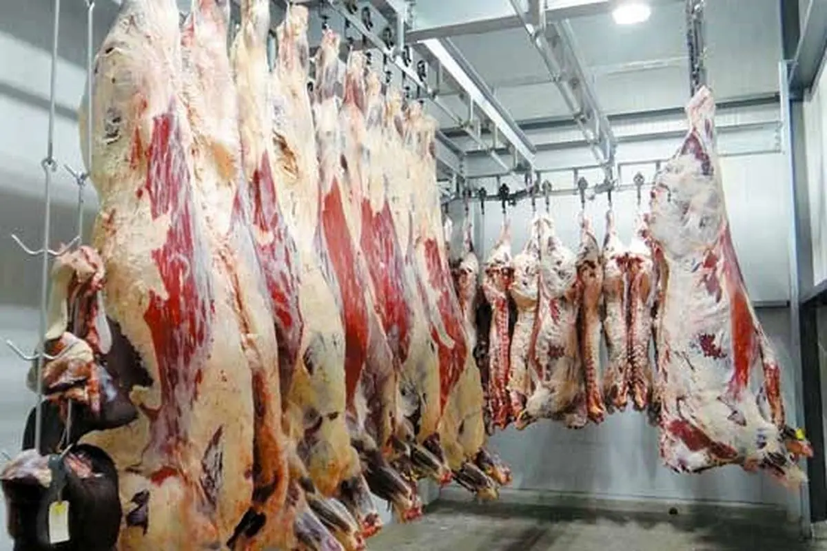 عرضه گوشت بره با قیمت تنظیم بازار آغاز شد
