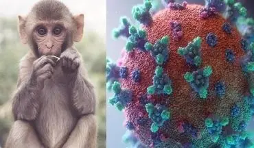 آشنایی با دوره نهفتگی ویروس آبله میمون
