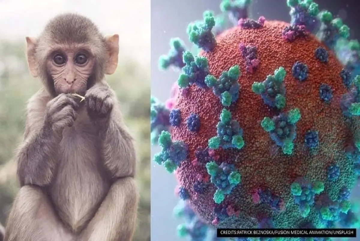 آشنایی با دوره نهفتگی ویروس آبله میمون