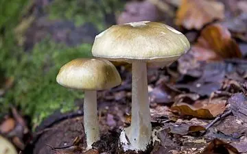 تنها راه تشخیص قطعی سمی بودن یا نبودن قارچ