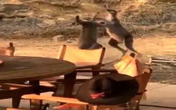 بزن بزن دیدنی دو کانگورو در یک رستوران