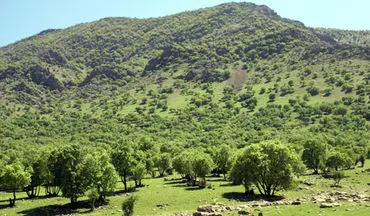 اجرای بیش از 200 هکتار عملیات توسعه جنگل در شهرستان اسلام آباد غرب به مناسبت دهه مبارک فجر