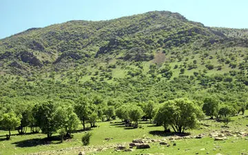 اجرای بیش از 200 هکتار عملیات توسعه جنگل در شهرستان اسلام آباد غرب به مناسبت دهه مبارک فجر