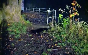 بریدن گوش و دُم سگ پس از آزار شوم در پارک + عکس 