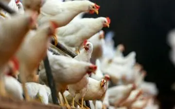  افت شدید قیمت تخم‌مرغ در بازار / دستور معدوم‌سازی مرغ‌های تخم‌گذار صادر شد! 