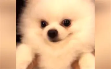 شوخی جالب با عروسک و سگ واقعی + فیلم