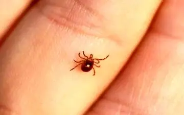 
آیا واکسن علیه تب کنگو وجود دارد؟