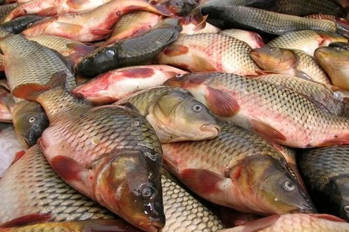 افزایش باورنکردنی قیمت ماهی در بازار + جدول 