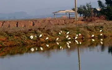 عبور پرندگان مهاجر از زمستان در شوشتر 