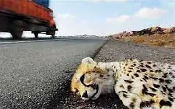 توله یوز تلف شده ماده بود / راهداری و پلیس راه جاده را ایمن کنند