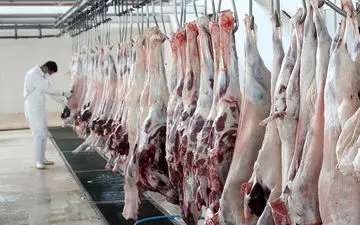 افزایش فعالیت روزانه کشتارگاه‌ها به ۱۸ ساعت/ تعطیلی در کار نیست/دام به اندازه کافی داریم
