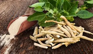 «آشواگاندا»: معجزه گیاهی برای آرامش ذهن و بهبود عملکرد جسمی!