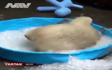 واکنش جالب خرس قطبی بعد از دیدن یخ! + فیلم